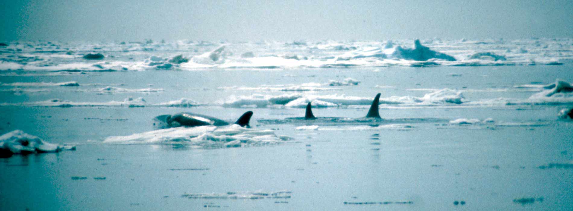 orca swimming in icy water