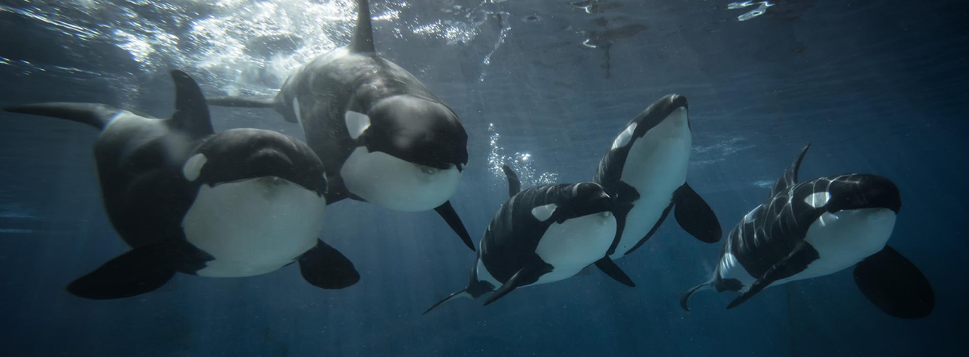 A pod of killer whales swims