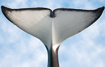 Whale fluke