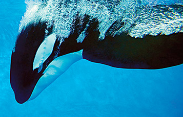 killer whale diving