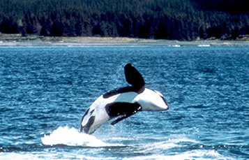 killer whale during breach