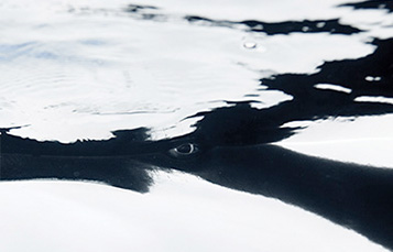 close up of killer whale eye