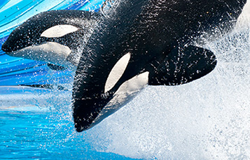 pair of killer whales in the water