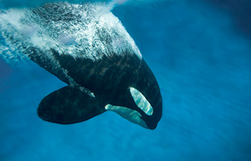 killer whale diving down