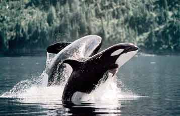 overhead view of killer whale blowhole