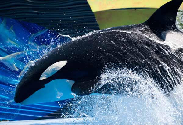 Killer whale doing a bow behavior