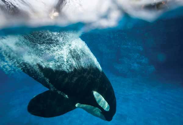 Killer whale doing a surface dive
