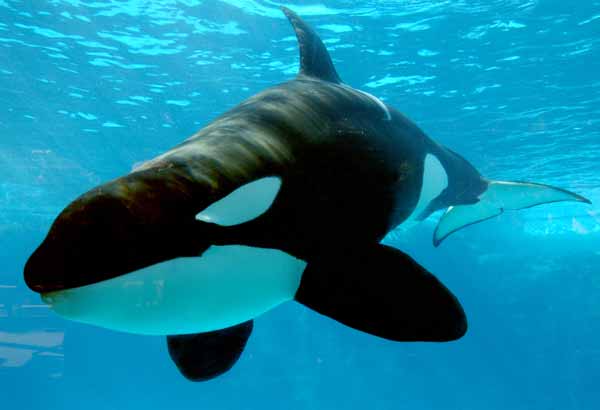 Juvenile killer whale underwater