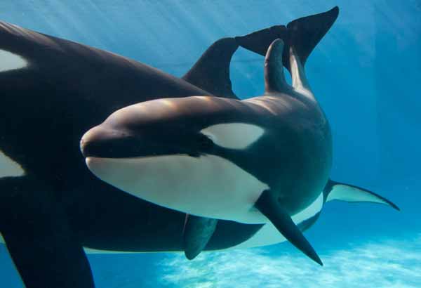 Close up of a killer whale calf