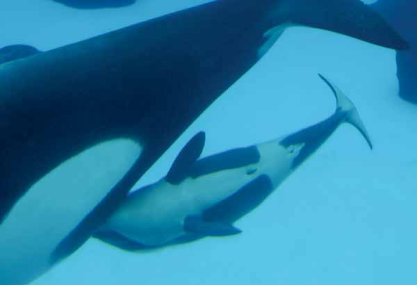 Nursing killer whale calf