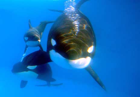 Killer whale female and calf