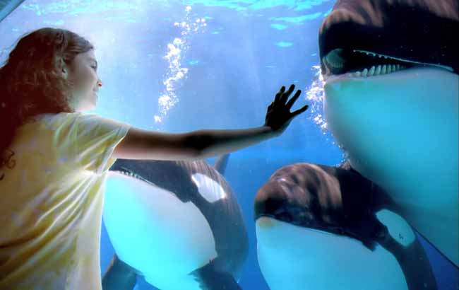 Little girl connecting with a killer whale