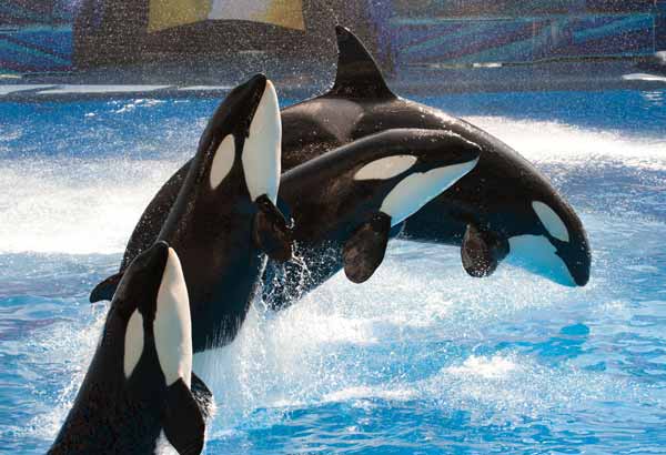 Four killer whales bowing