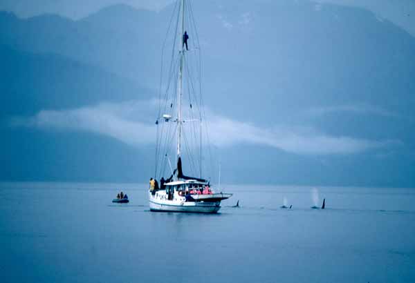 Whale watching sail boat with killer whales nearby