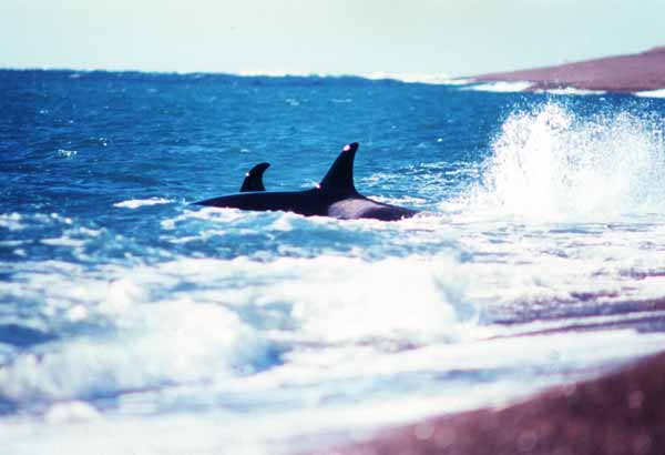 Two killer whales swimming close to shore