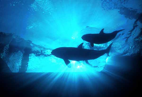 Silhouette of killer whale female and calf