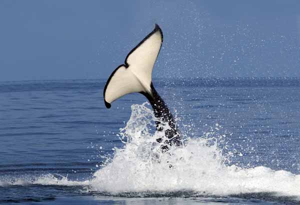 Killer whale tail 