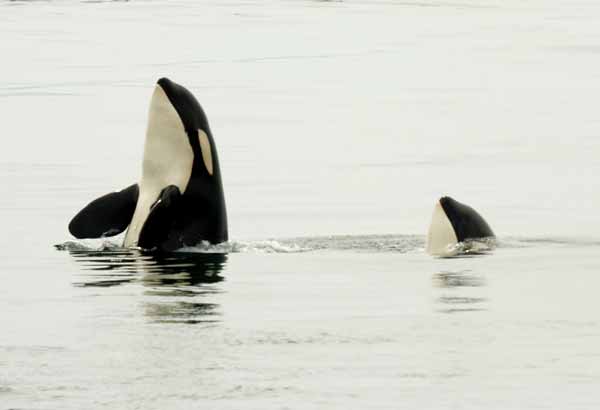 Two wild killer whales spyhopping