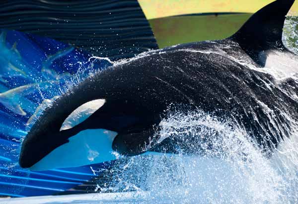 Killer whale doing a bow