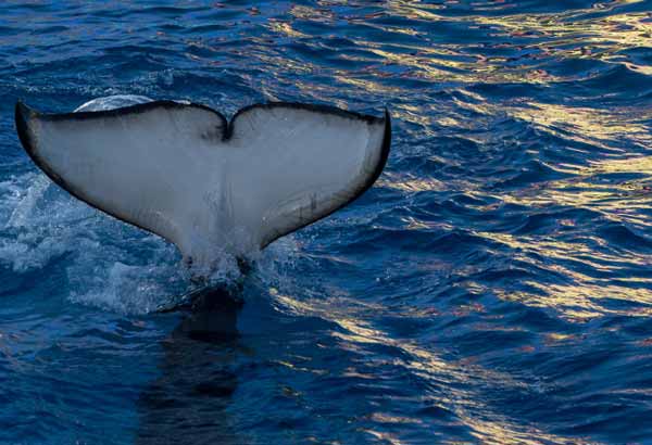 Killer whale tail