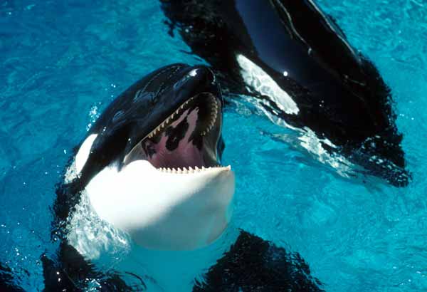 Close up of killer whale teeth