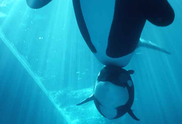 Killer whale calf swimming under its mother