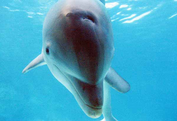 Dolphin close up