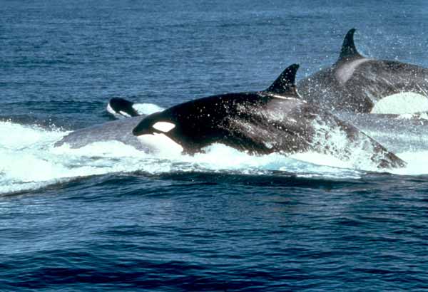 Killer whales attacking a blue whale