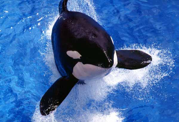 Bird's eye view of a killer whale bow