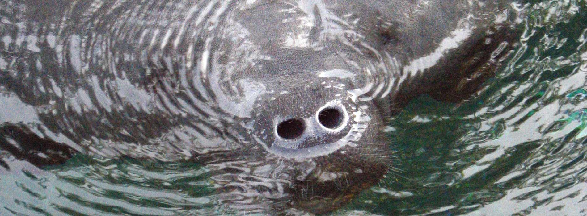 Manatee breathing