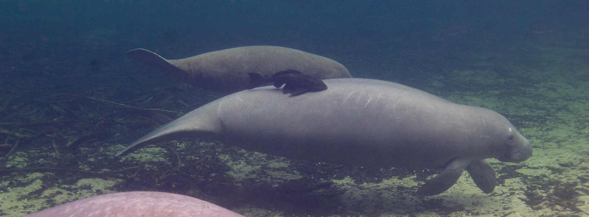 Three manatees swimming