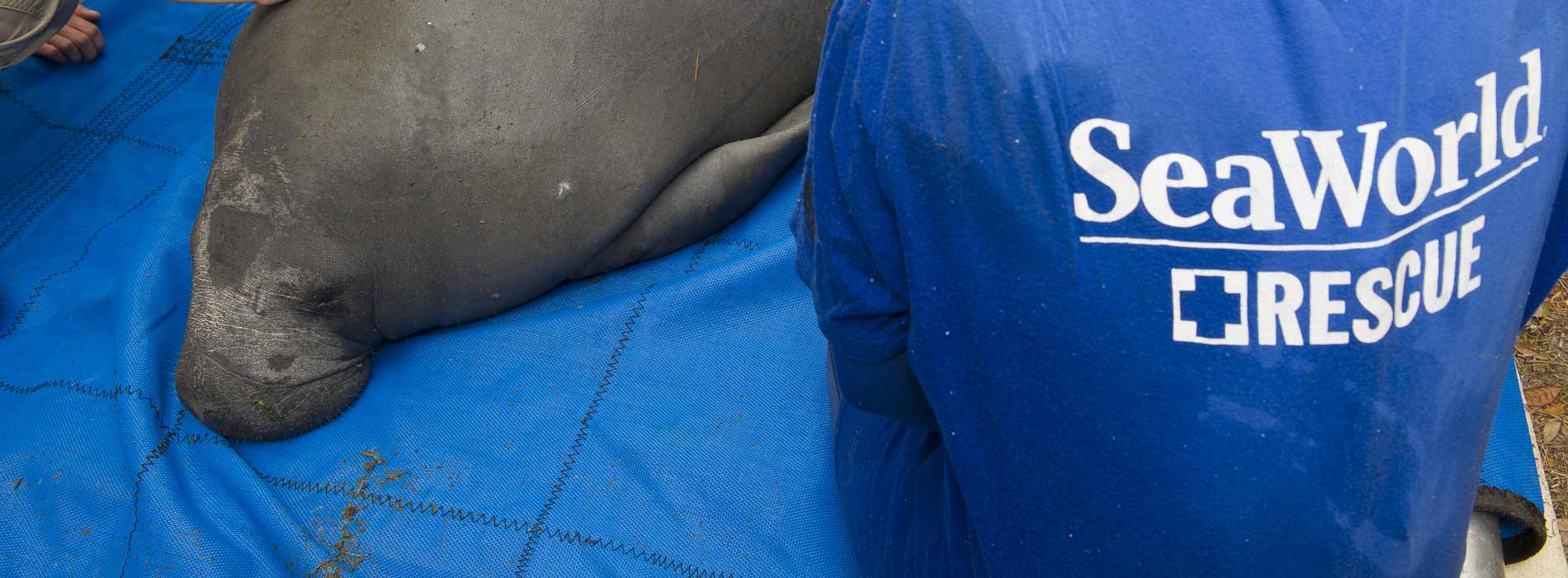 Manatee rescue