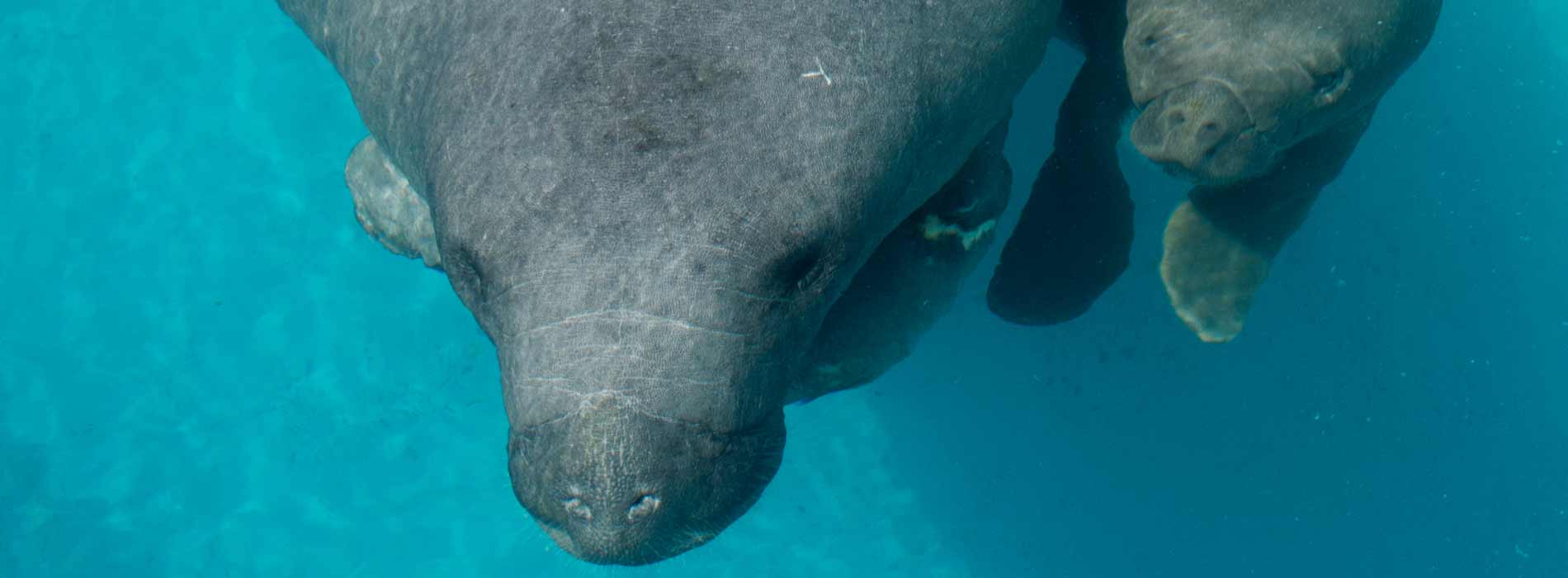 Female manatee and calf