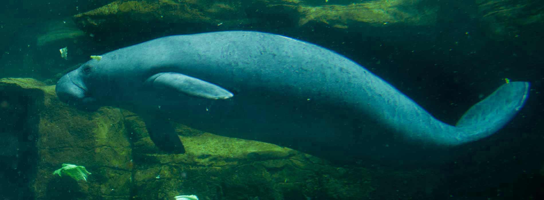 Manatee swimming