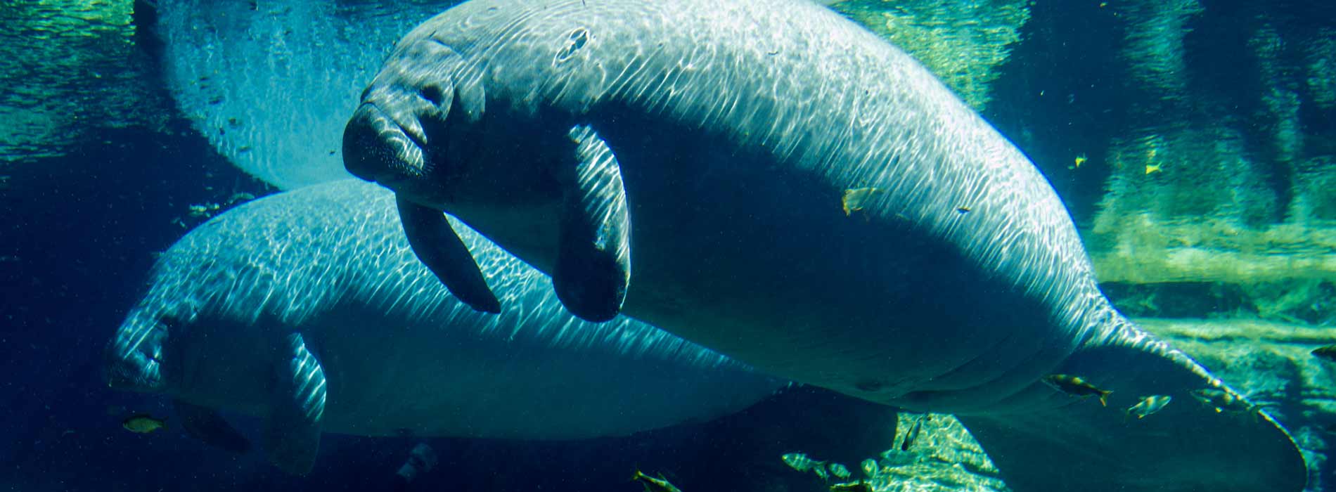 Two manatees swimming