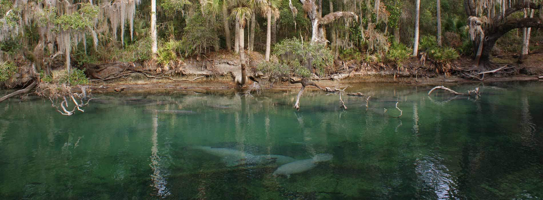 Manatees in a mangrove