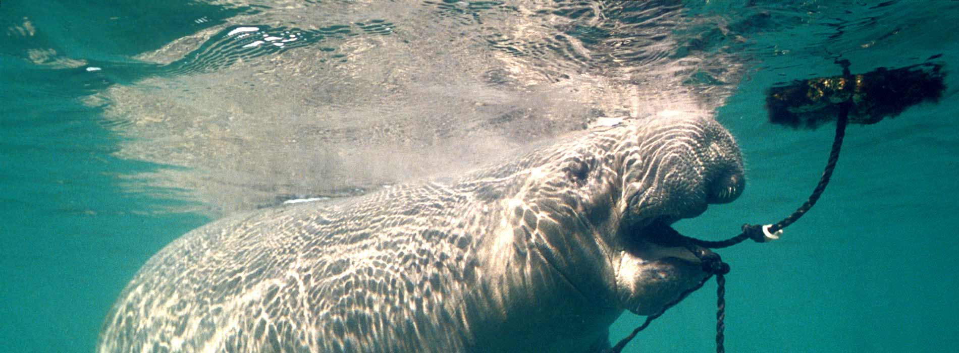 Manatee playing with a crab trap line