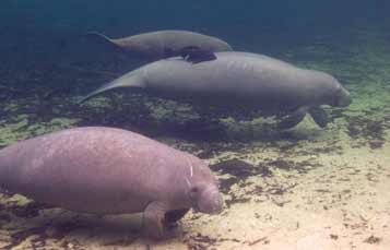 Manatee