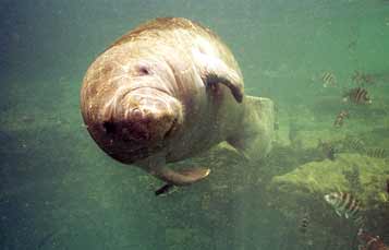 Manatee