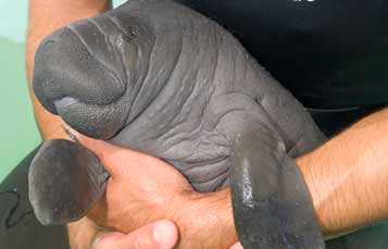Manatee