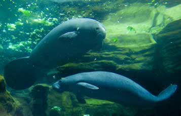 Manatee