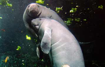 Manatee