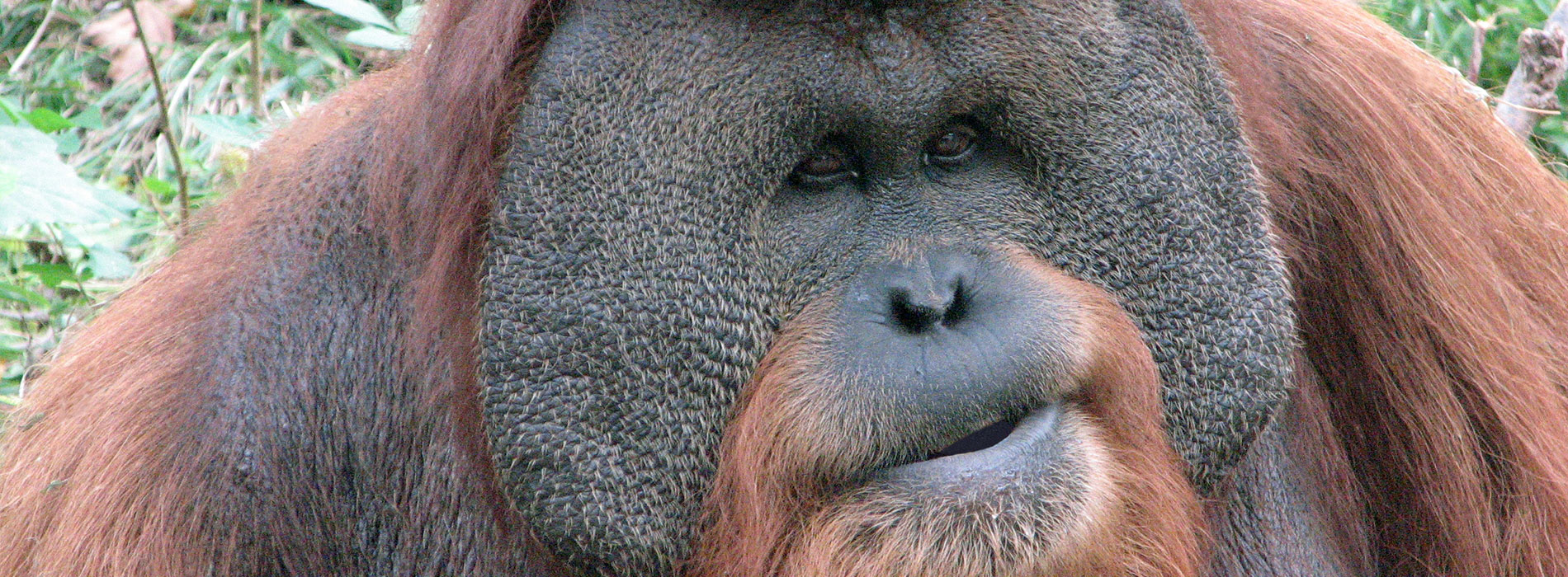 Orangutan