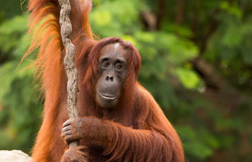 Orangutan