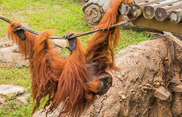 Orangutan
