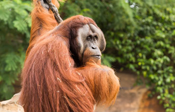 Orangutan