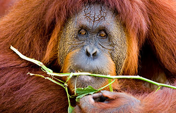 Orangutan