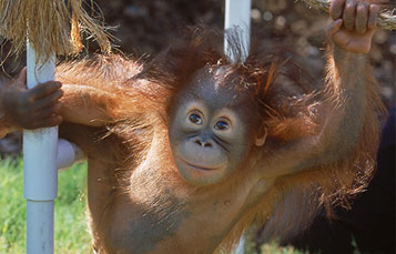 Orangutan