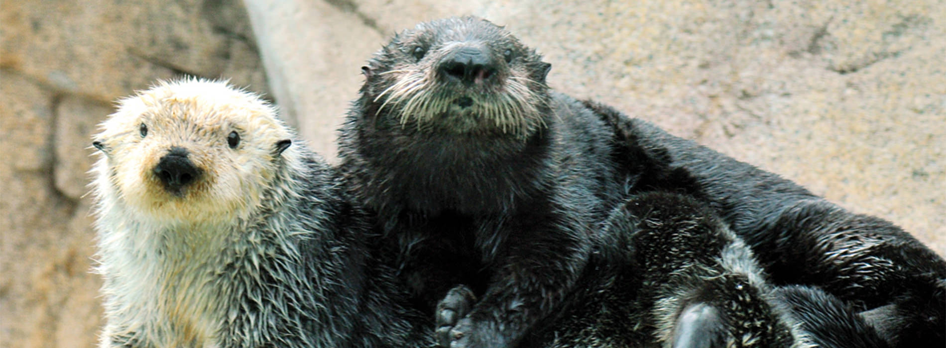 Otter