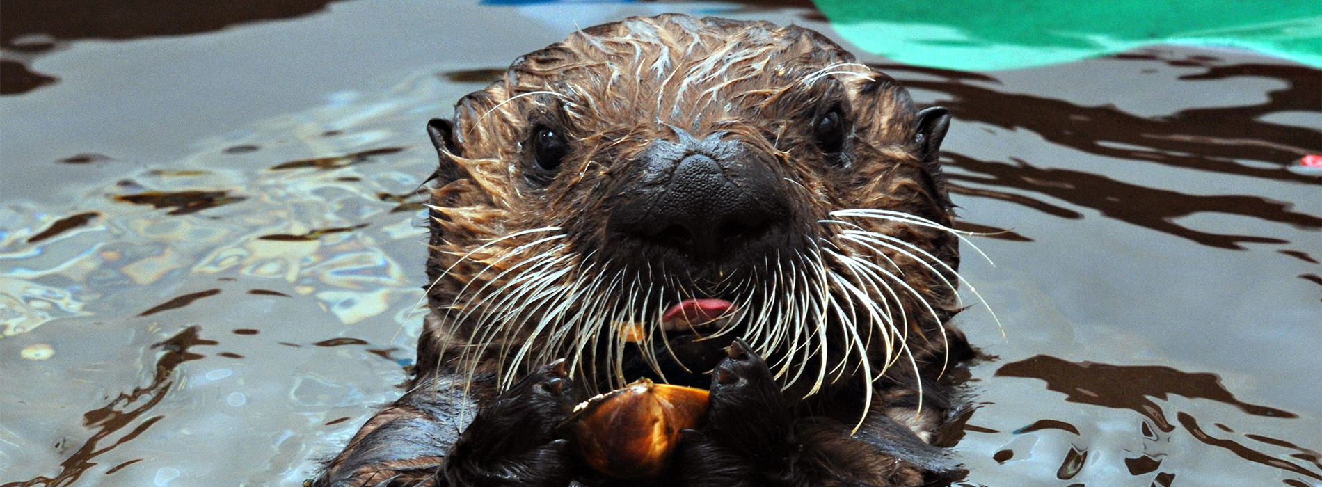Otter